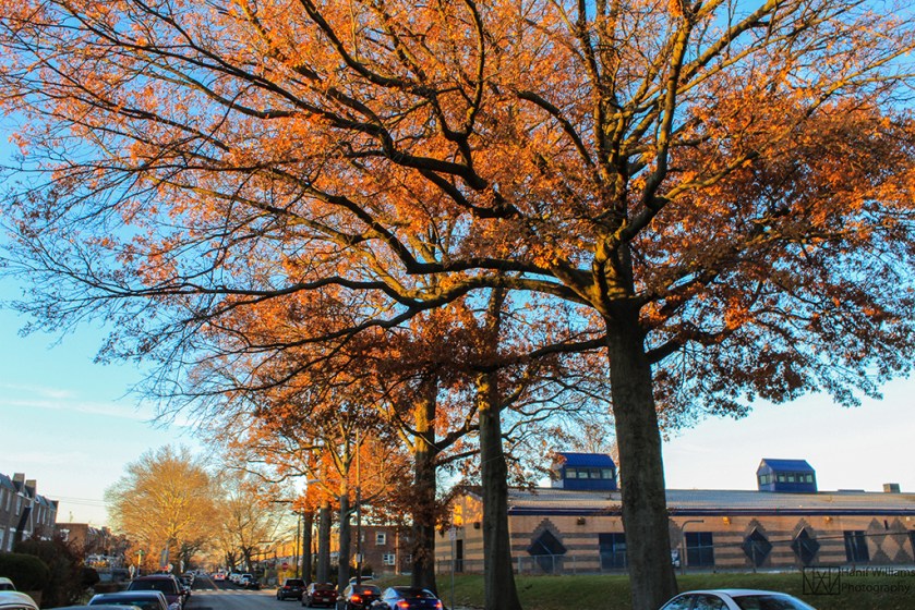 FireTreeWeb(minimized for web viewing)